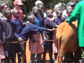 Baby elephants at the David Sheldrick orphanage