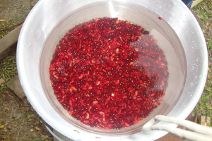 Cooking beans on the Coci Nica stove