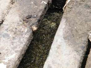 The old pit latrine with maggots!