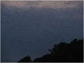 Flocks of migrating falcons descending on the lake
