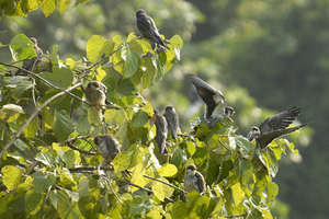 Amur falcons roosting