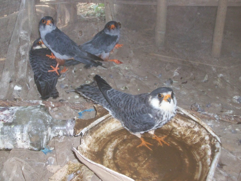 Stopping the Slaughter. Save the Amur falcon