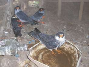 Falcons kept alive to be sold