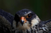 Stopping the Slaughter. Save the Amur falcon