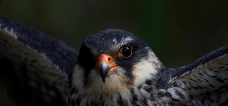 Stopping the Slaughter. Save the Amur falcon