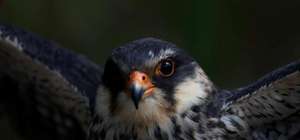 Stopping the Slaughter. Save the Amur falcon