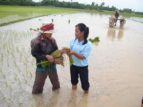 YS volunteer helps develop rice farming