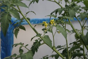 Tomatoes cost more, but grow well on the roofs.