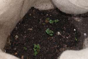 The small potato plants at the bottom of the sack.