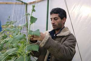 Yasser adding ropes to support the plants.