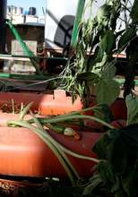 Damage in the rooftop gardens in Deheishe