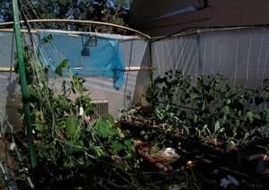 Most of the harvest is destroyed on the roofs