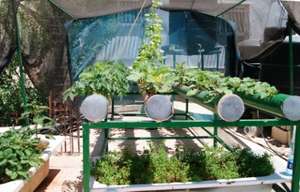 The frames on the roofs can host a range of plants