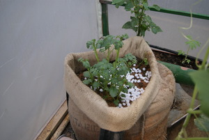 The potato plant after soil is added to the sack.