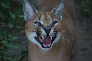 Caracal, Shangaan - happy cat as ever!