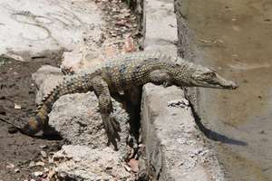 Tugela, plopping into his new swampy enclosure.