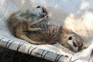 Gasper and Tiki sunbathing in their new hammock.