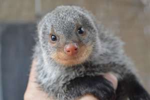 A smile from our Mongoose, Bandit.