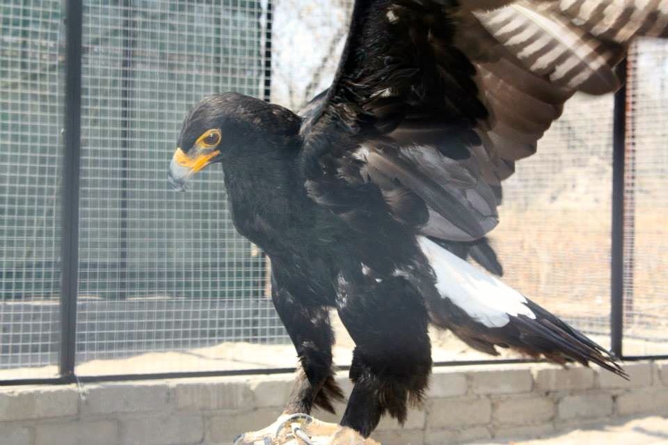 Christmas Gift - Special Animal Donation