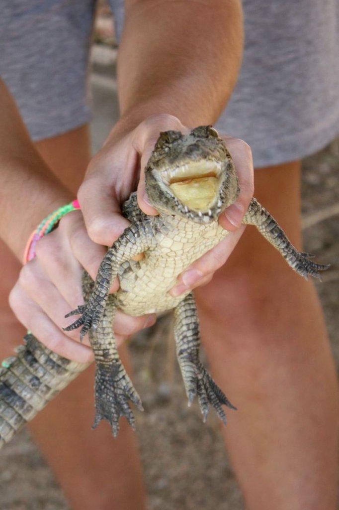 Christmas Gift - Special Animal Donation