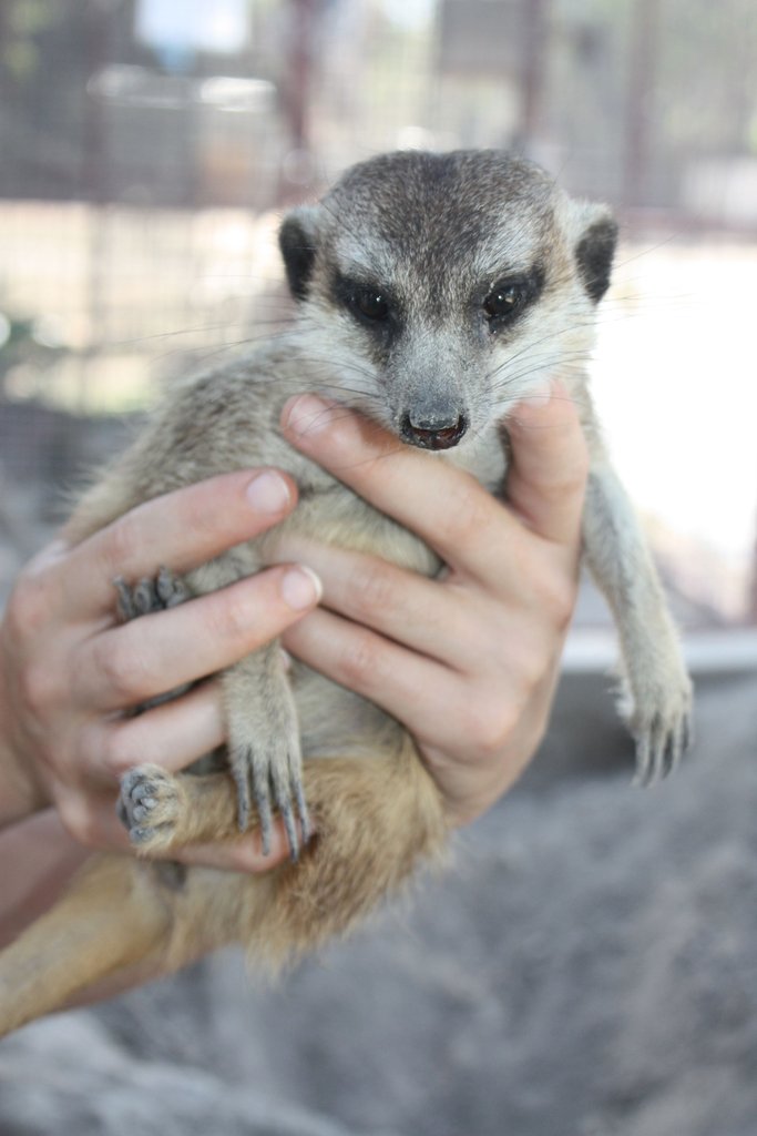 Christmas Gift - Special Animal Donation