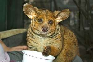 Bushbaby