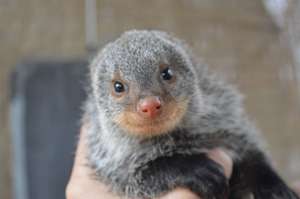 Mongoose