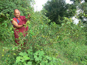 Lemon Trees planted for Vitamins