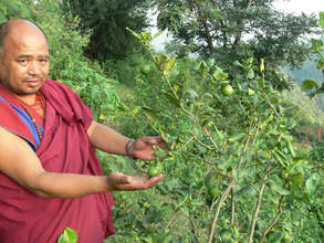 Lemon Trees planted for Vitamins