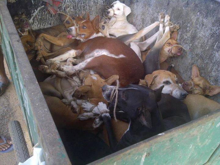 Blue cross hot sale rescue