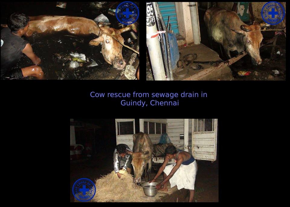 Blue Cross of India 50th Year Rescue Fund