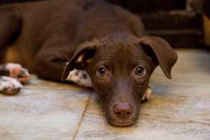A Dog Awaits Re-homing