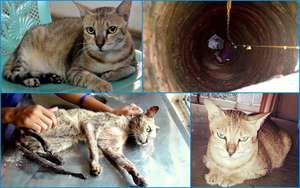 Cat Rescue