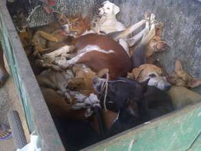 Mistreated Dogs