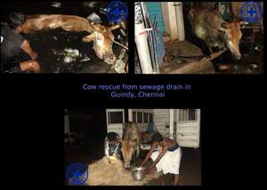 Cow Rescue