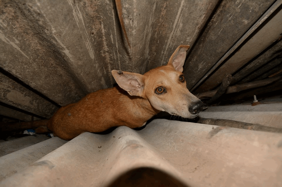Blue Cross of India 50th Year Rescue Fund