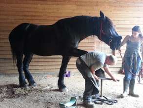 Junior with Farrier