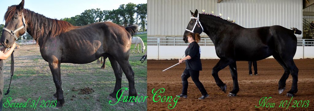 Surgery for Rescue Horse to Eliminate Chronic Pain