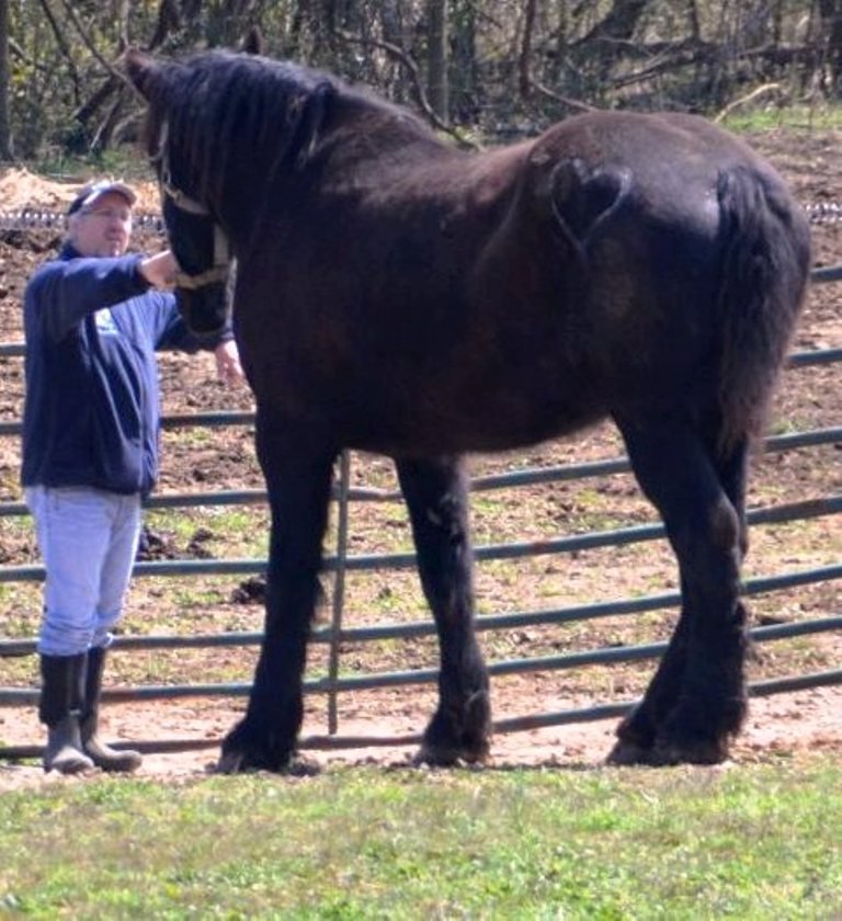 Surgery for Rescue Horse to Eliminate Chronic Pain