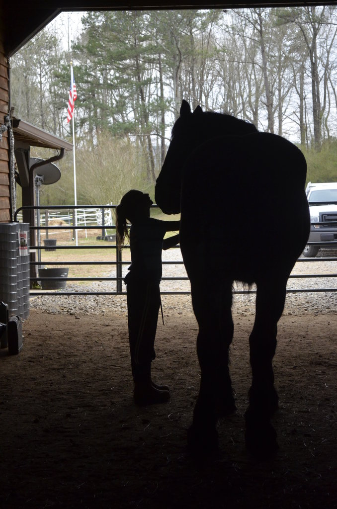 Surgery for Rescue Horse to Eliminate Chronic Pain