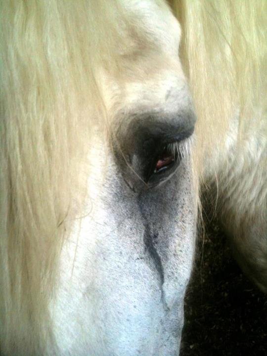 Surgery for Rescue Horse to Eliminate Chronic Pain