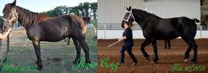 Junior before IGP and After IGP care