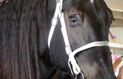 Surgery for Rescue Horse to Eliminate Chronic Pain