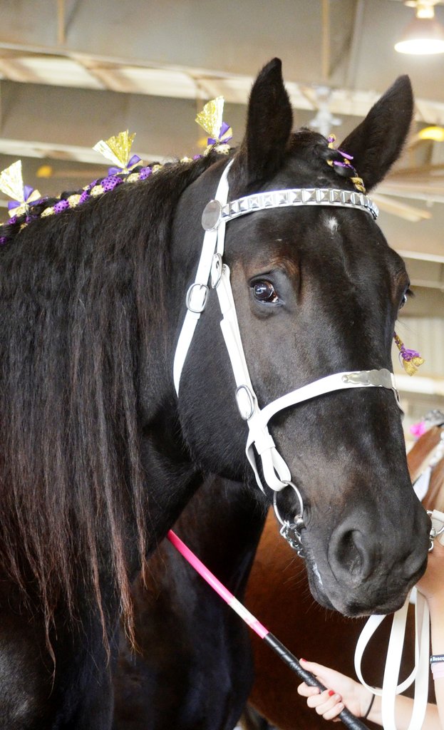 Surgery for Rescue Horse to Eliminate Chronic Pain