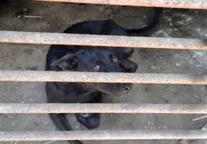 Deum when found, waiting next to be slaughtered