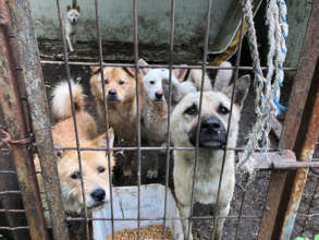 Some of the dogs in need of your help