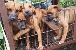 Urgent help is needed for these dogs