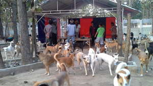Building shelters for dogs rescued from the trade