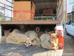 Dogs rescued from a cruel fate in Vietnam