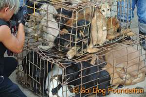 A dog who was just rescued from the dog meat trade